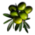 olive03